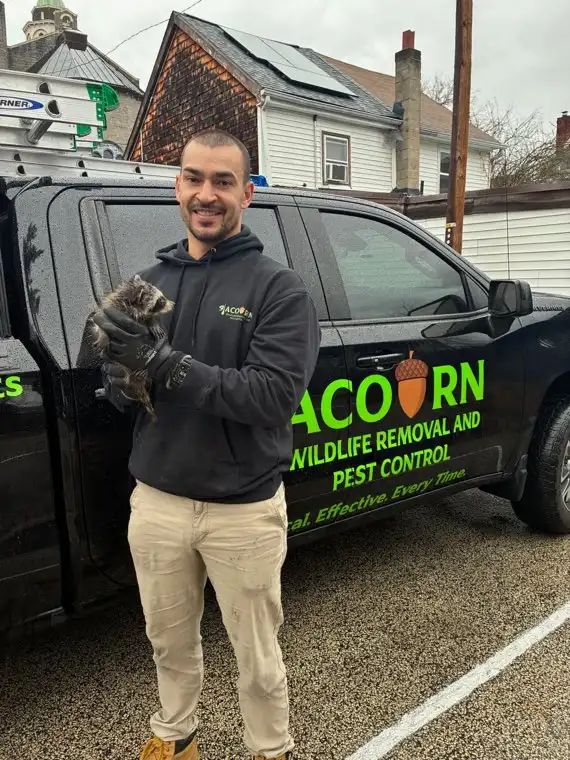 Brandon Stein, owner of Acorn Wildlife, with a humanely trapped raccoon in front of the company truck