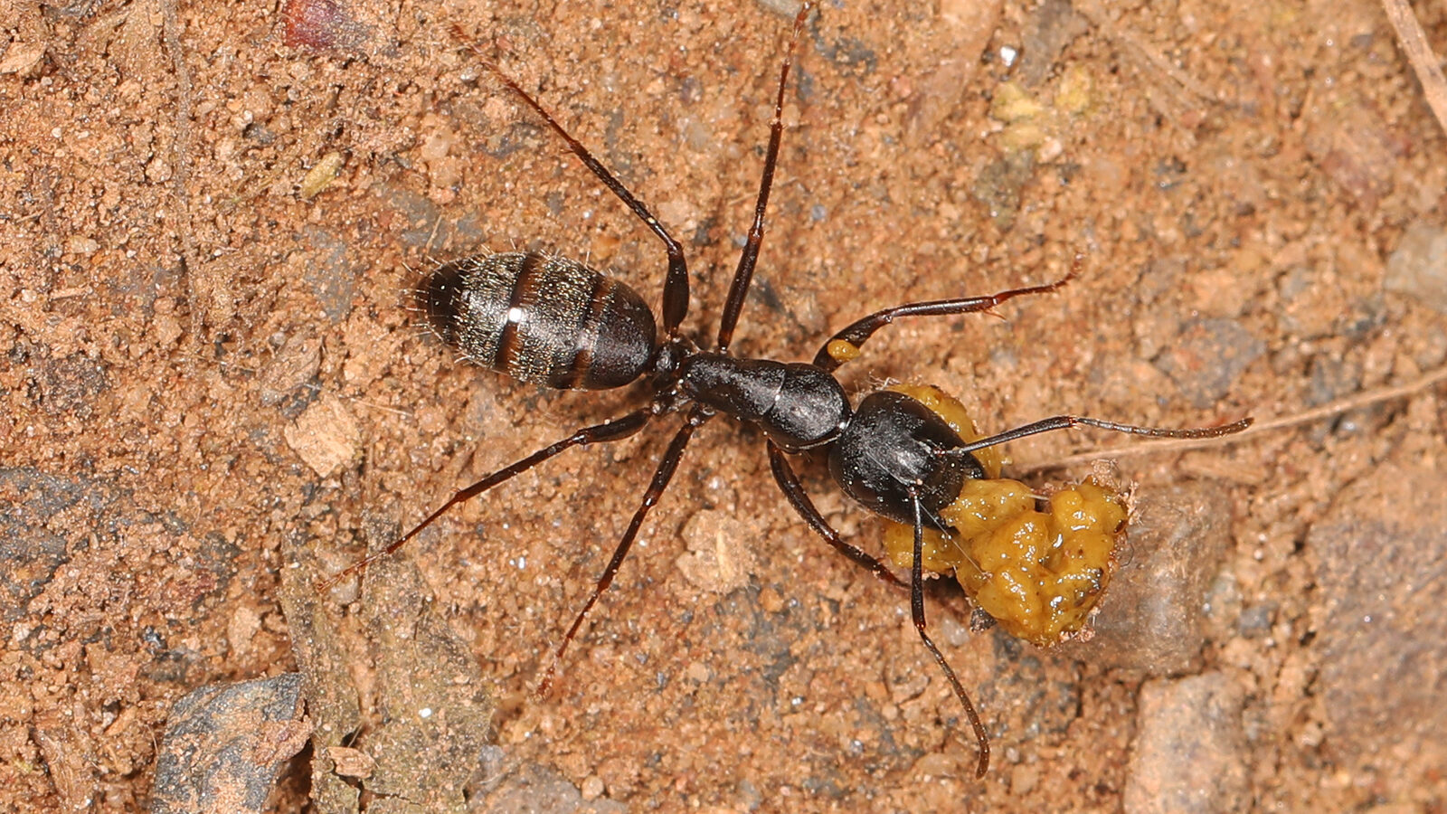 Carpenter Ants
