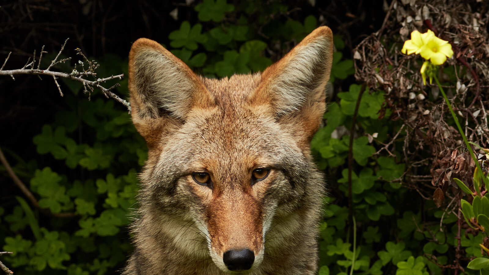 Coyotes