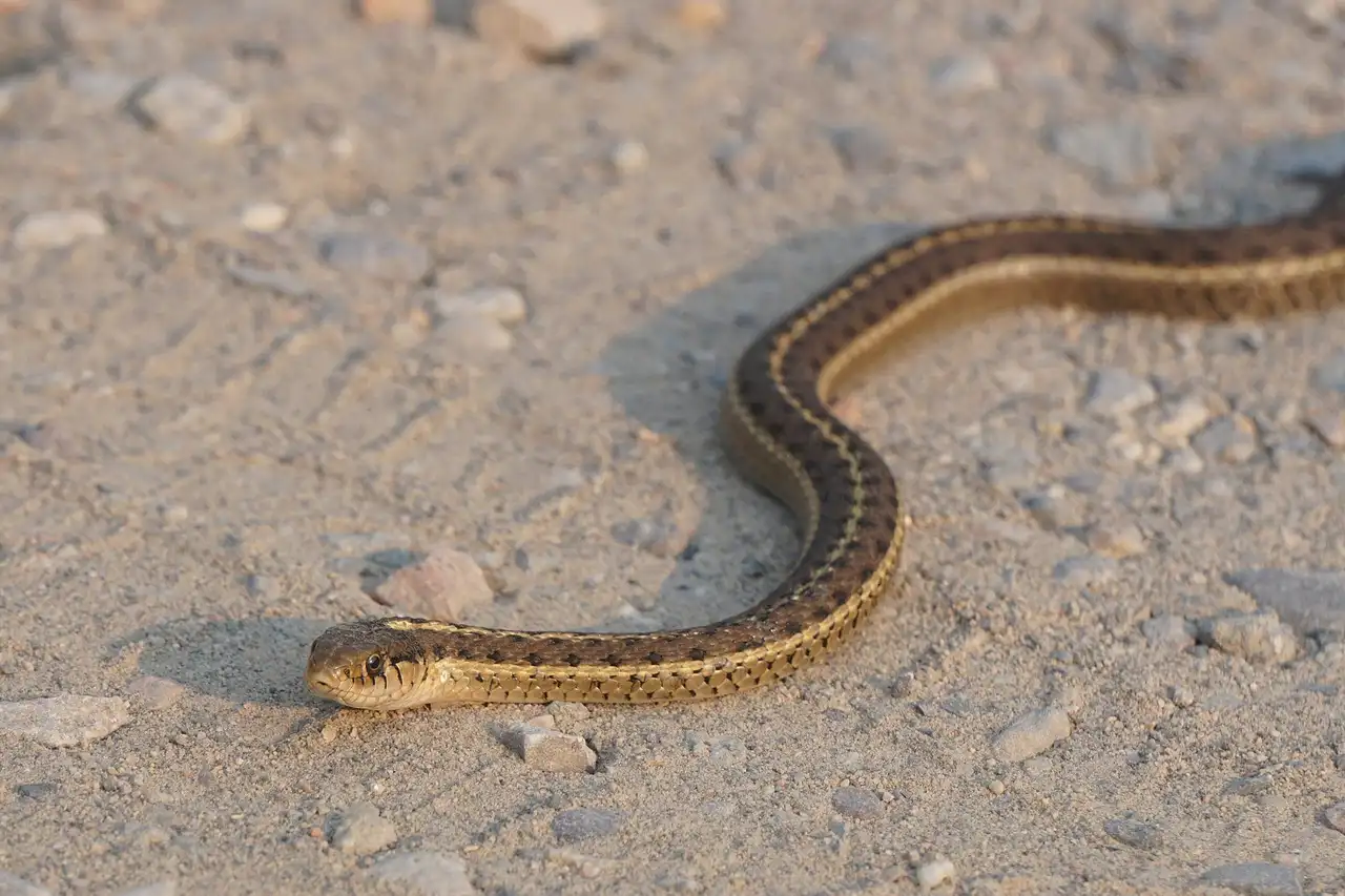 Snakes