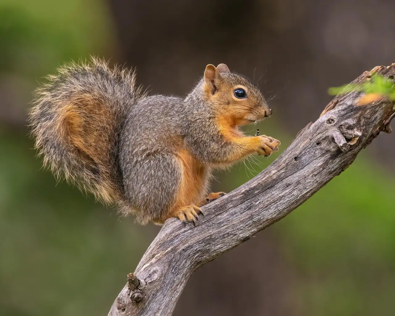Squirrels