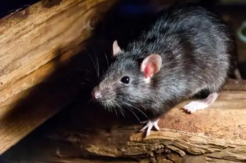 Rats & Mice