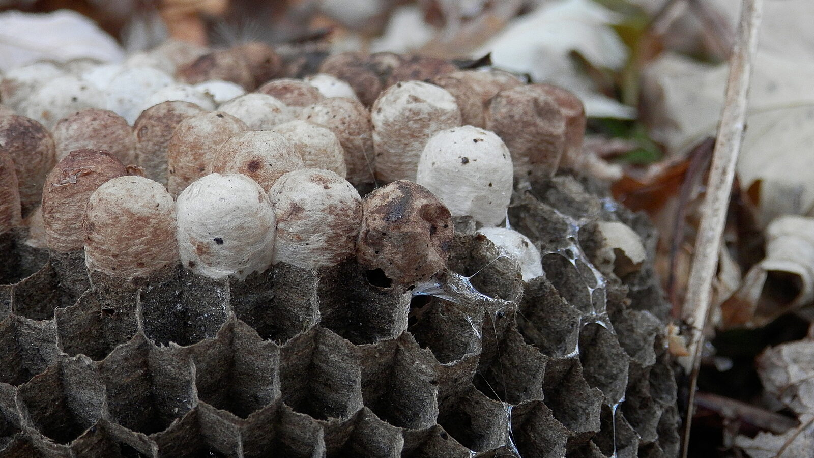 Bees & Wasps