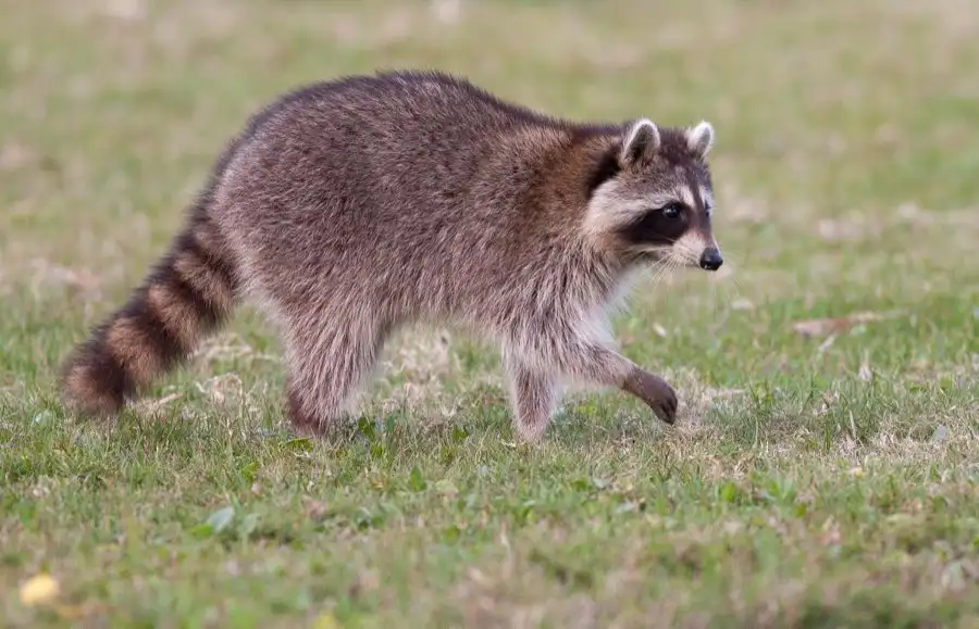 Raccoons