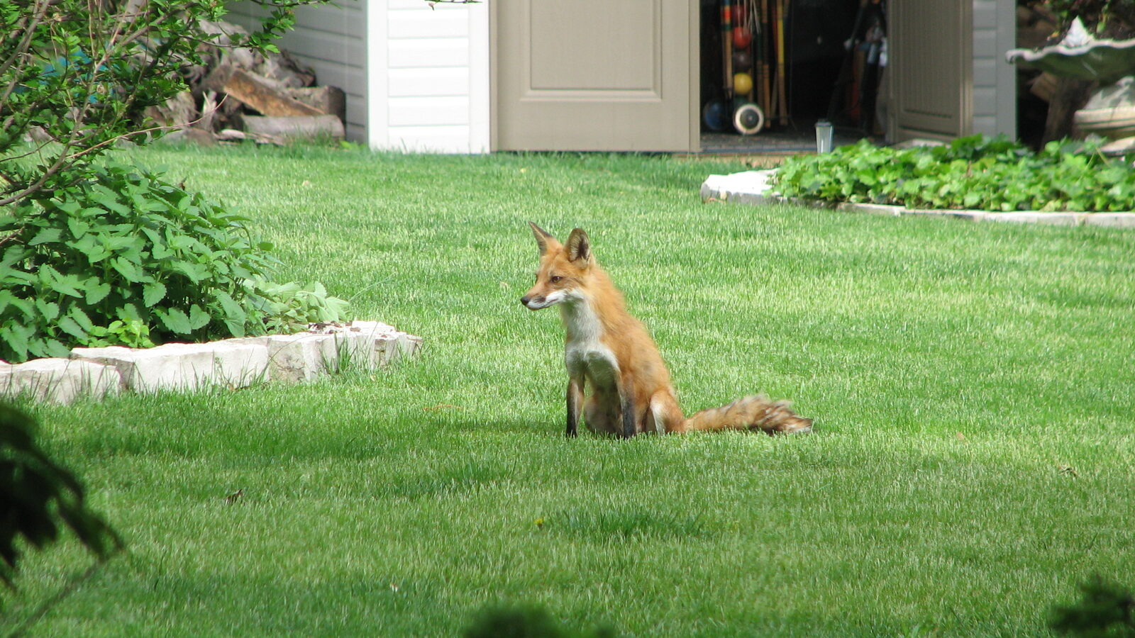 Foxes