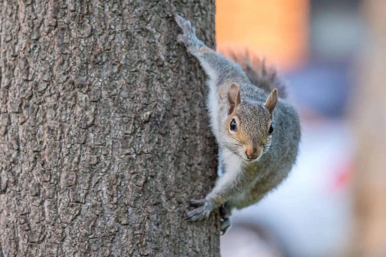 Flying Squirrels